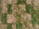 Aerial view of patchy grass with red survey grid marks and handwritten text "PBI" at bottom left