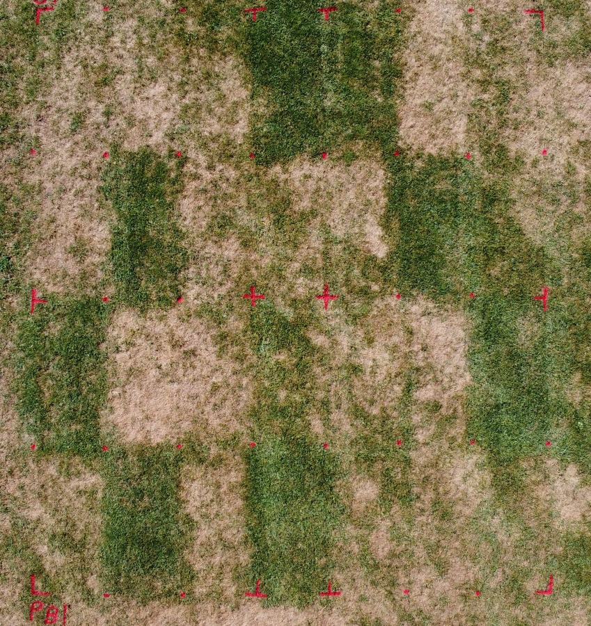 Extreme brown patch and gray leaf spot pressure in a tall fescue fungicide efficacy trial in Rolesville, NC.