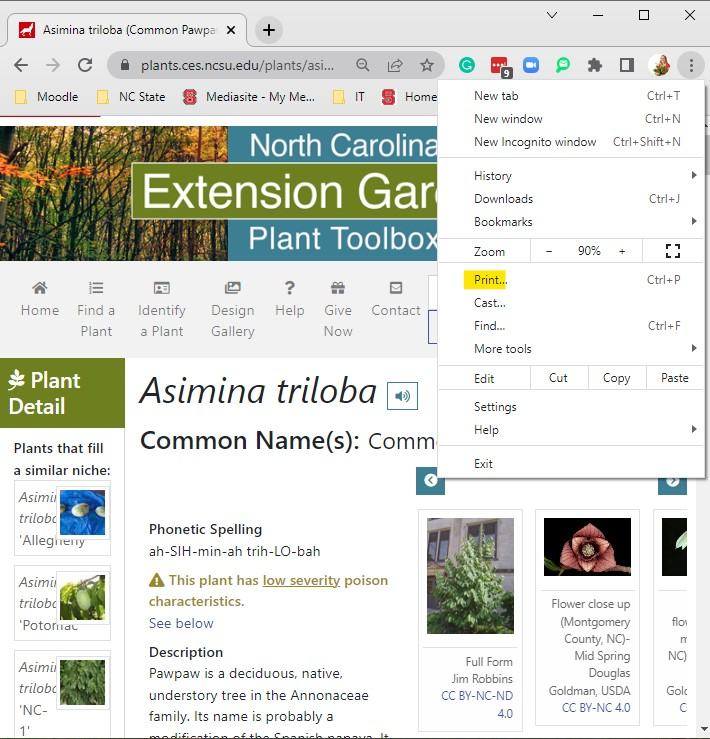 screen capture showing the print option from the three dots drop-down menu.