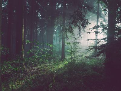 Dense forest with mist and sunlight filtering through tall trees