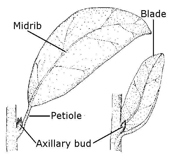 Parts of a leaf