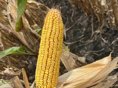 Ripe yellow corn cob with husk peeled back in dried cornfield