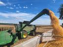 Green combine unloading a stream of corn into a trailer in a harvested cornfield