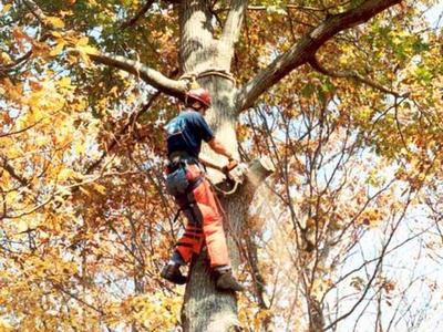 arborist in a tree