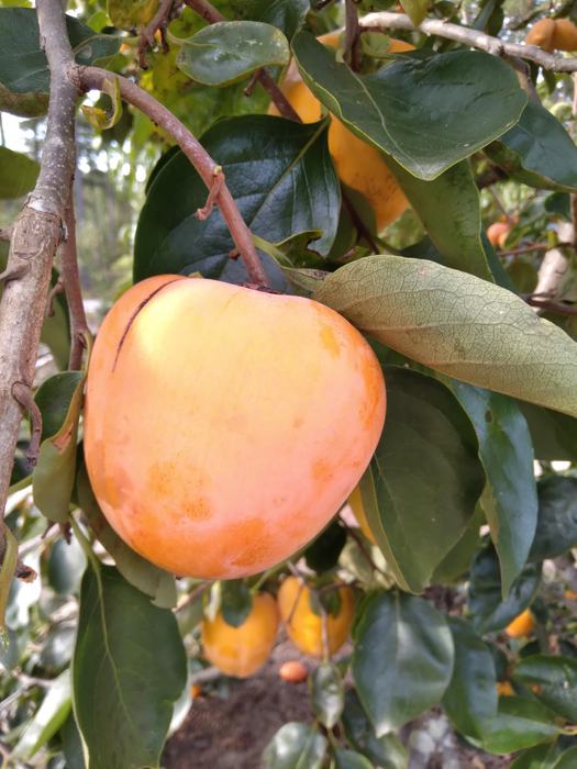 Astringent fruit of the persimmon tree can be very sour. Requiring extensive maturity or frost to be edible, these fruits can be an acquired taste. 