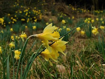 Three yellow daffodils bending over in a grassy field with scattered daffodils behind