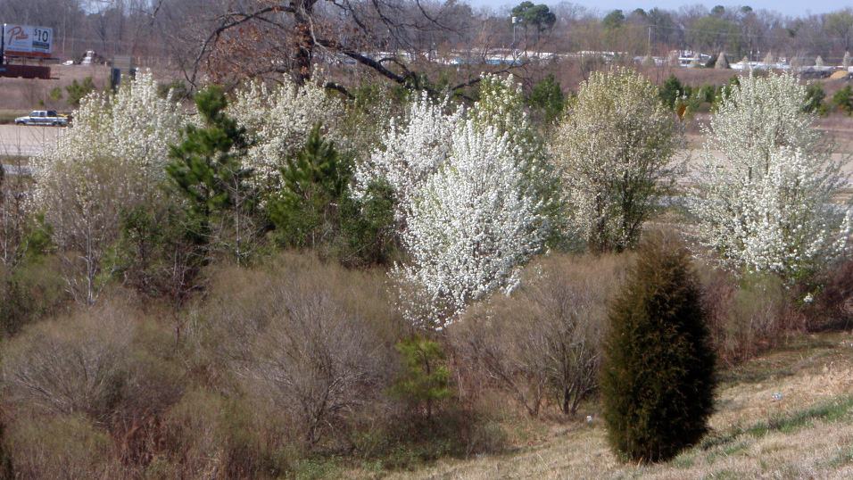 NC State Extension native plants