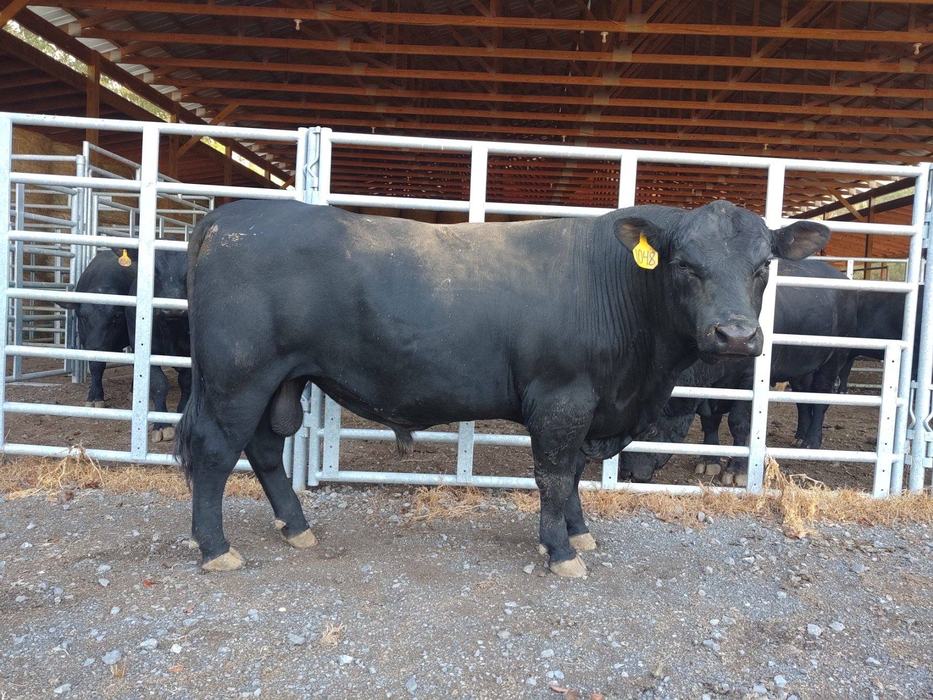 black bull 