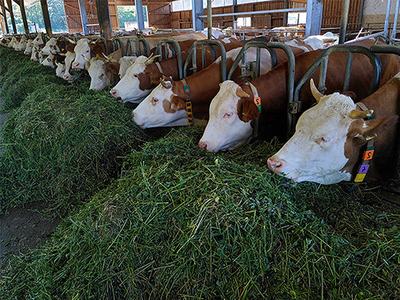 Row of dairy cows in a barn eating fresh green fodder at feeding stanchions