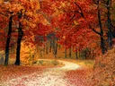 Colorful fall leaves