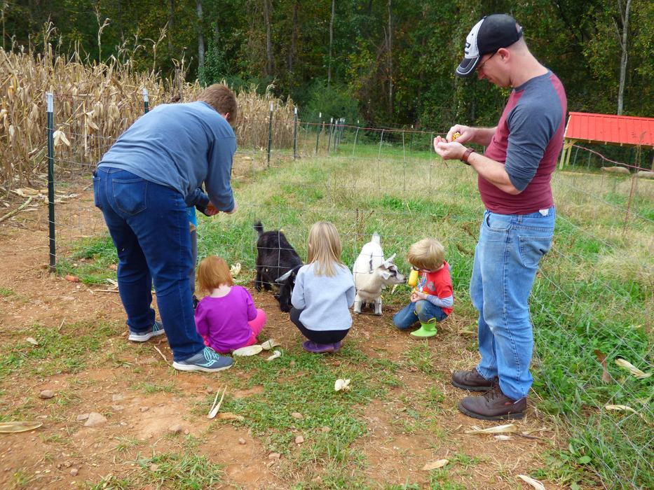 family feeding pygmy goats