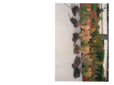 Uprooted shrubs with exposed roots lined on concrete beside a landscaped mulch bed