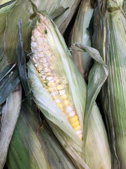 Dimpled kernels indicate old ears. 