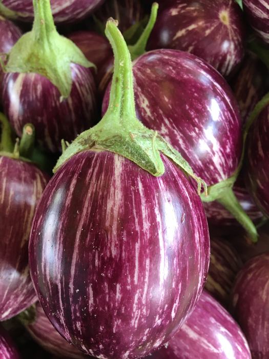 Calliope variety of eggplant