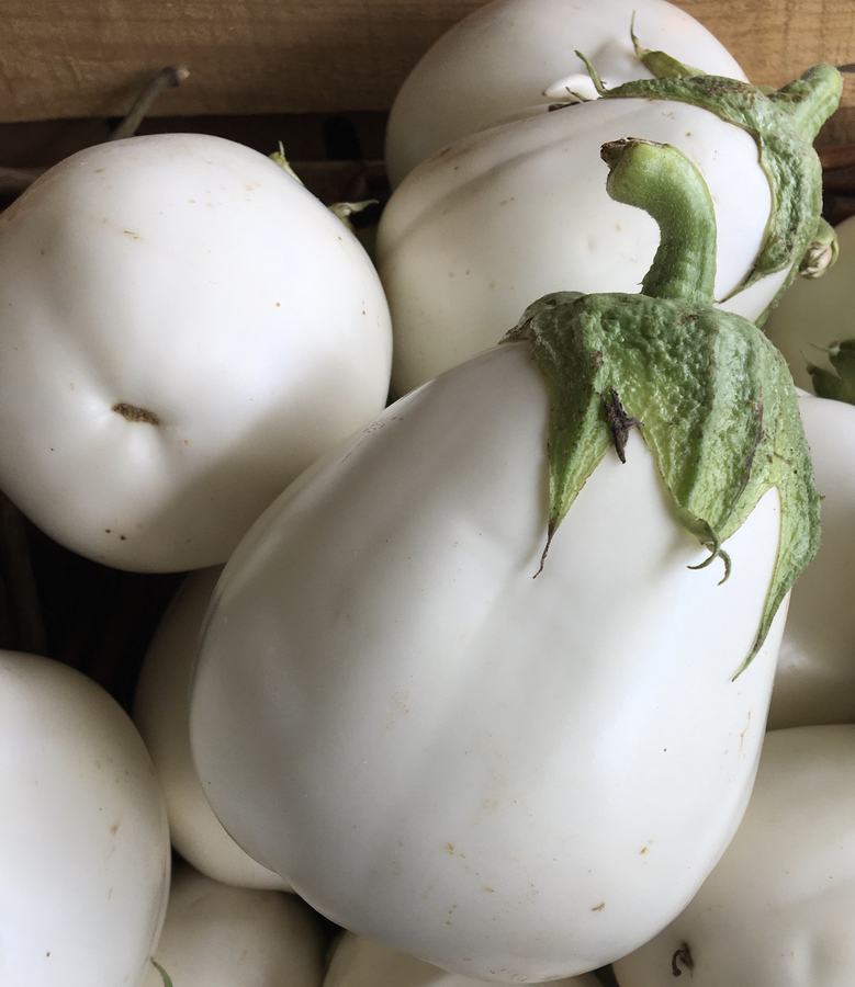 Paloma variety eggplant