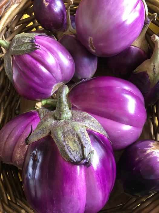 Rosa Bianca variety eggplant