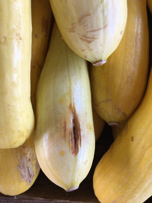 Yellow squash showing physical damage to rind.