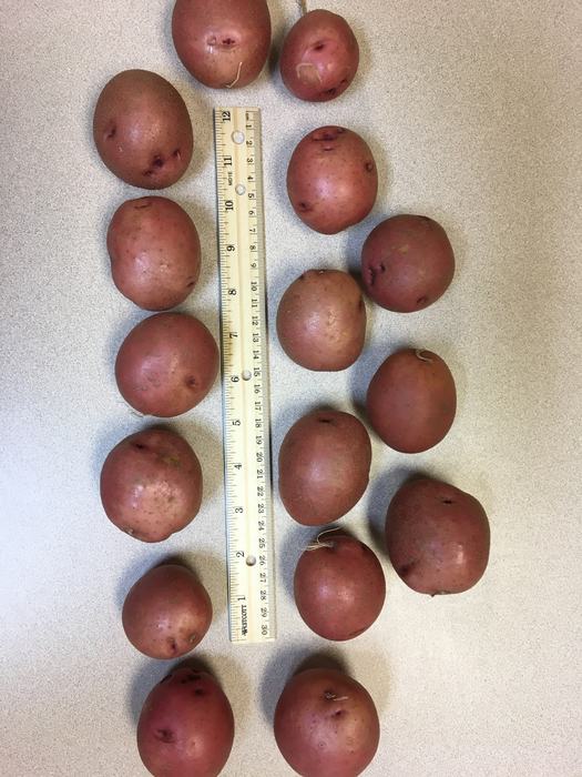 Red new potatoes, showing size uniformity