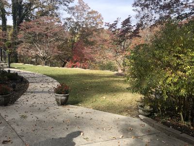 grass in shade