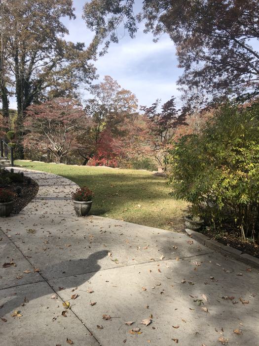 grass in shade