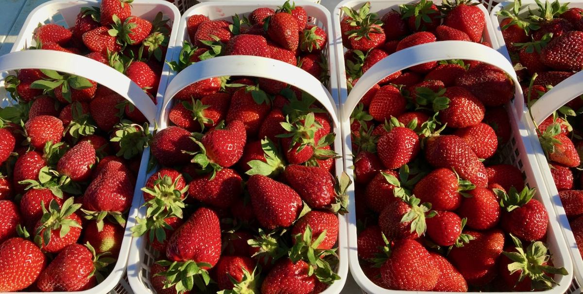 Ripe strawberries in gallon buckets.
