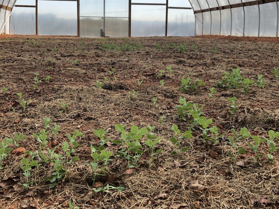 Small plants growing in the dirt of a green house.