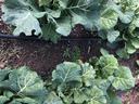 Collard green plants with large leaves growing in garden beds beside drip irrigation