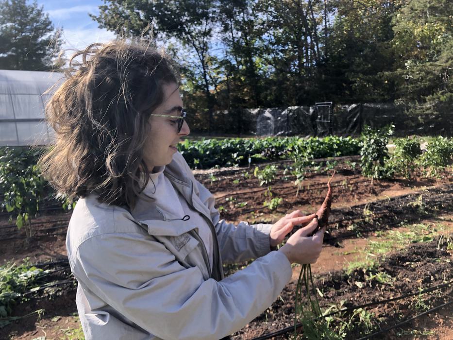 A woman inspects a recently harvested carrot. 