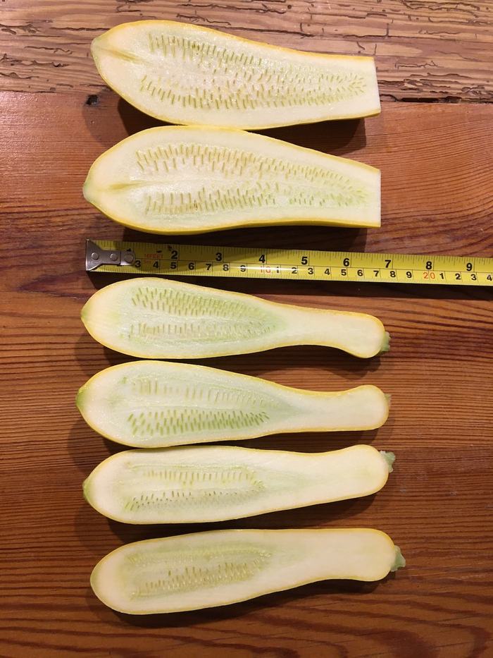 Yellow squash of various sizes cut in half, showing development of seeds inside. 