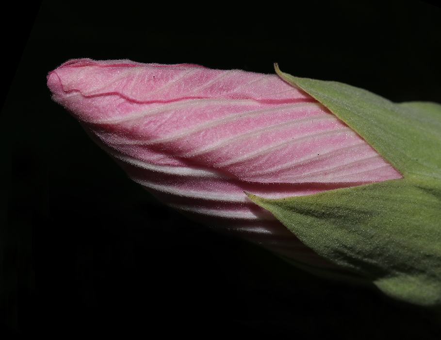 Pink flower bud wrapped by green sepals against a black background