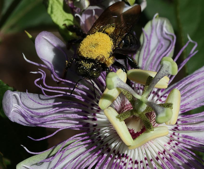 Bee covered in yellow pollen feeding on a purple-and-white passionflower