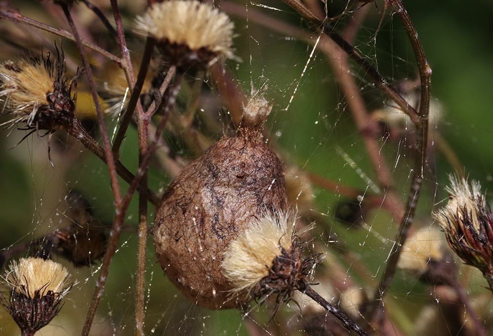 Brown silken cocoon attached to dried plant stems amid spiderweb strands