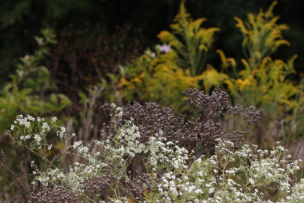 White wildflowers and dried brown seedheads in meadow with yellow goldenrod