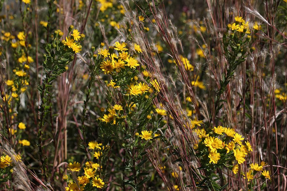 Clusters of yellow wildflowers growing among tall dry reddish-brown grasses