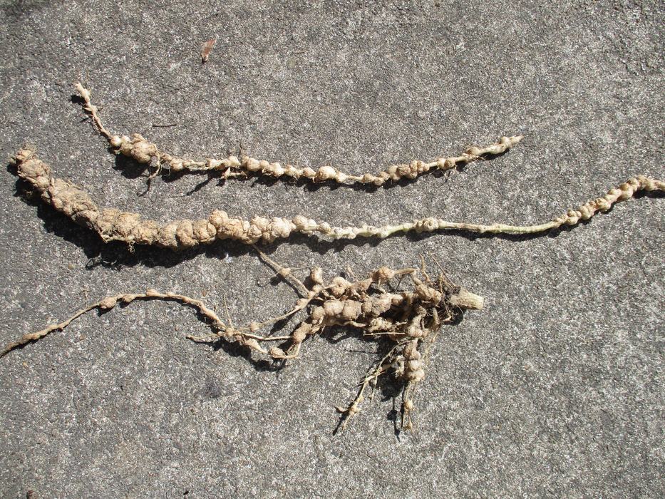several watermelon roots