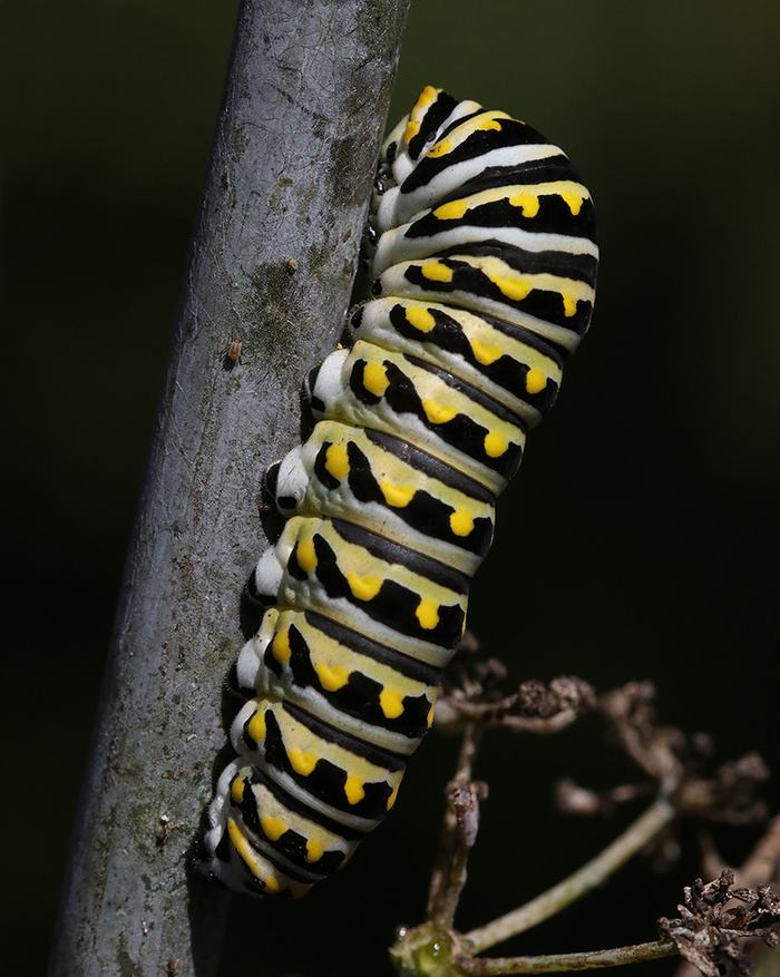 Black swallowtail caterpillar on bronze fennel.