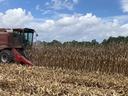 harvester in a corn field
