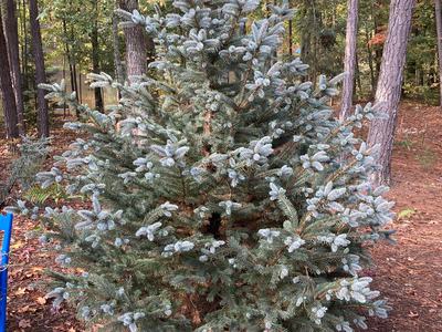 'Fat Albert' Spruce