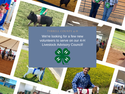 Tyrrell County 4‑H seeking volunteers for Livestock Advisory Council; collage of youth showing animals
