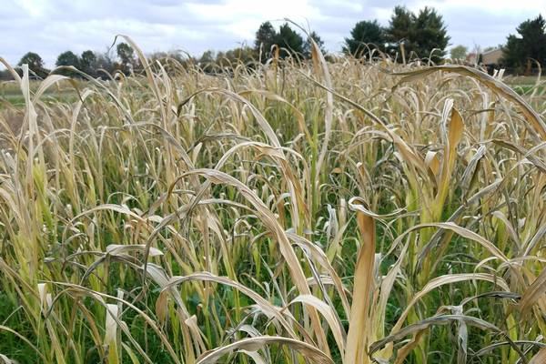 frost damaged forage sorghum