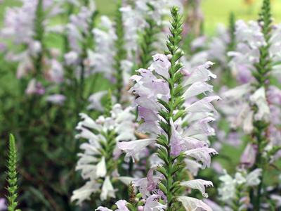 NC State Extension native plants