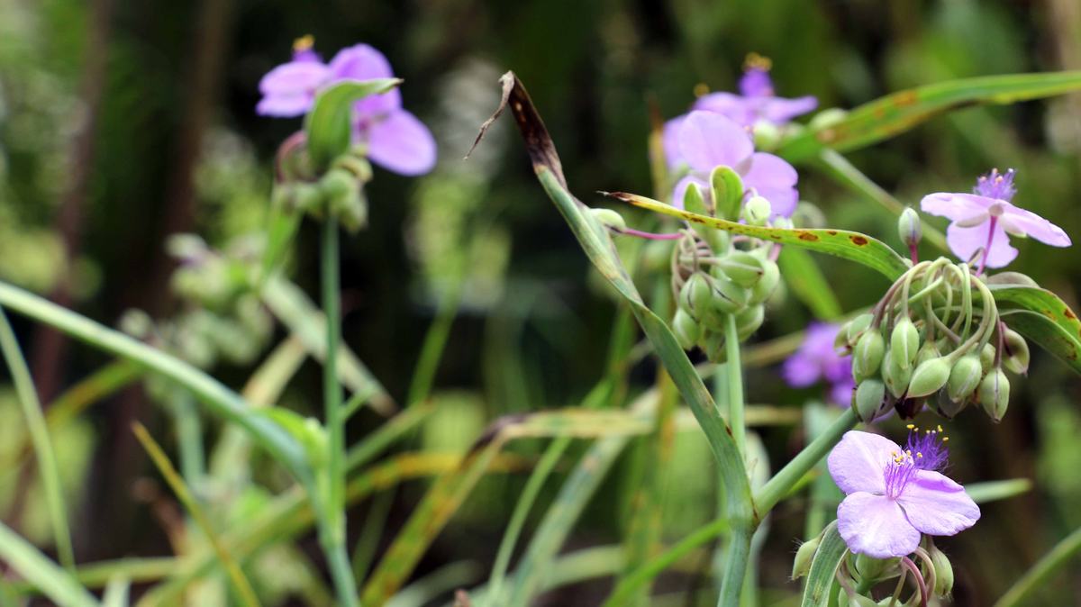 NC State Extension native plants