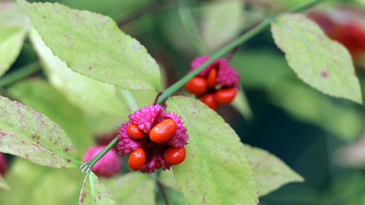 NC State Extension native plants