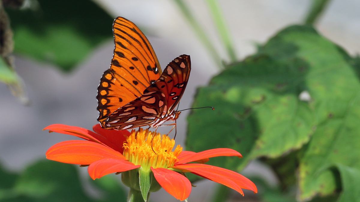 NC State Extension native plants