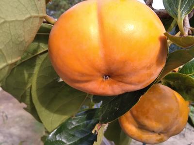 Non-astringent Persimmon