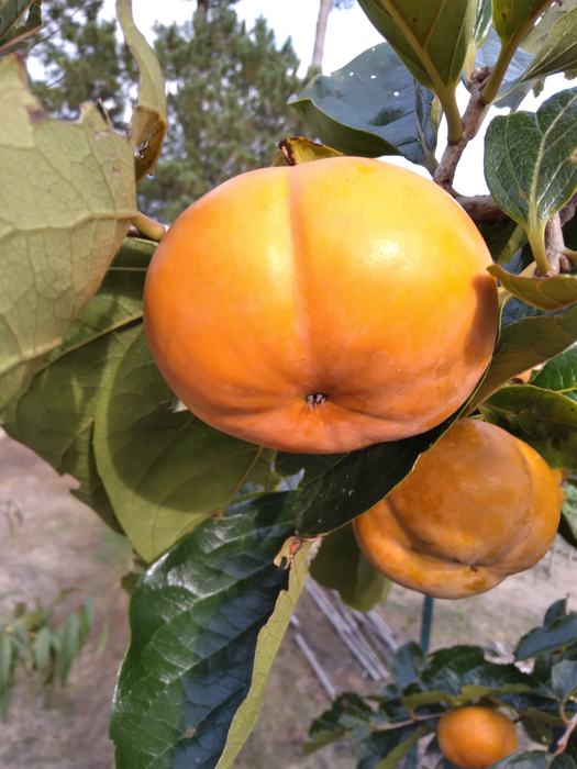 Oriental persimmon having a flat bottom is non-astringent. This fruit has the consistency of an apple with good sweetness. 