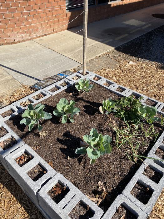 Cabbage growing in a raised bed.