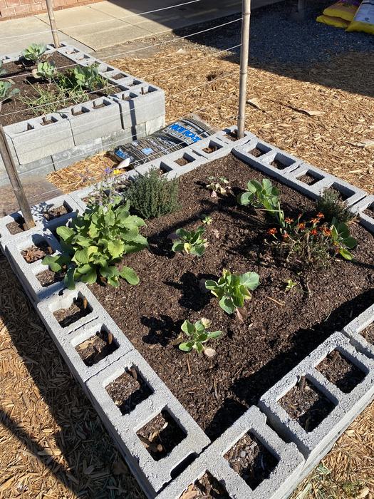Plants growing in a raised bed.