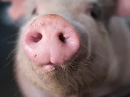 Pig