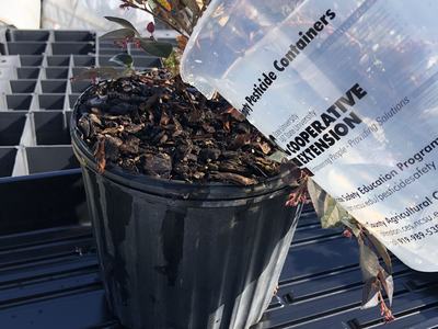 Potted plant being watered with a clear jug labeled "Cooperative Extension"